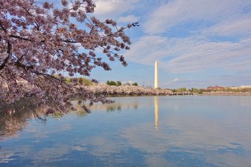 WASHINGTON, DC -6 APRIL 2019- View of the Washington Monument, a landmark obelisk, during the cherry blossom season in spring in the nation’s capital.