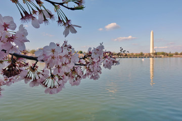 View of the Washington Monument, a landmark obelisk, during the cherry blossom season in spring in the nation&rsquo;s capital.