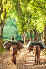 Yunnanese młody mężczyzna z dwoma brązowymi końmi niosącymi liście herbaty w wiklinowych koszach na ścieżce plantacji herbaty. Doi Mae Salong, Tajlandia. - 269059258
