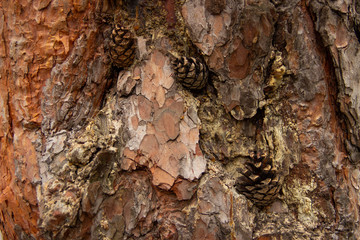 The photo of wood bark. Background for timber industry.