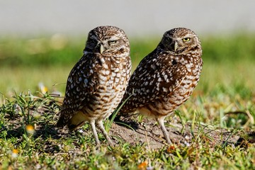 Kanincheneule / Burrowing Owl in Cape Coral, Florida