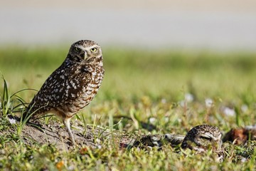 Kanincheneule / Burrowing Owl in Cape Coral, Florida