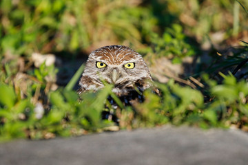 Kanincheneule / Burrowing Owl in Cape Coral, Florida