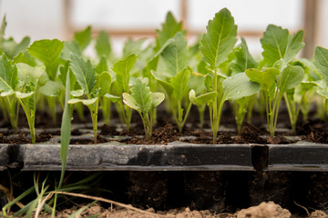 seedlings of vegetables