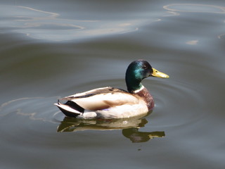 duck floating in the water of the bay
