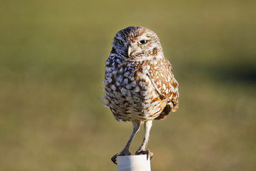 Kanincheneule / Burrowing Owl in Cape Coral, Florida