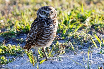 Kanincheneule / Burrowing Owl in Cape Coral, Florida