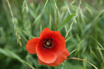 red poppy with water droplets on the petals on a green background in soft blur of focus. Close-up
