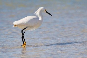 Weißer Reiher am Strand in Florida