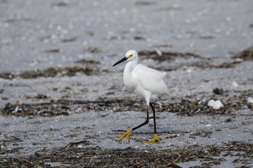 Weißer Reiher am Strand in Florida