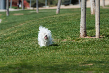 50 year old woman walks, exercises and enjoys her Bichon dogs.