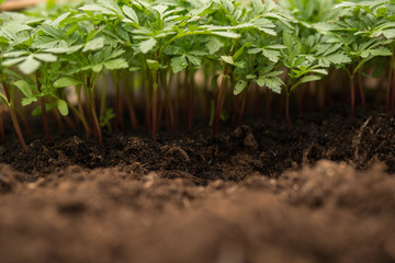 tomatoe seedlings