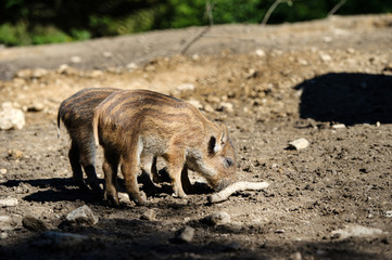 Wild boar in forest. Summer day. Wild animals
