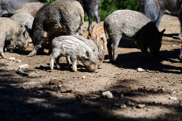Wild boar in forest. Summer day. Wild animals