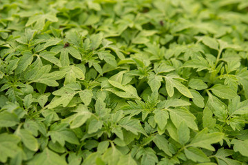 Fototapeta na wymiar green leaves of tomatoes