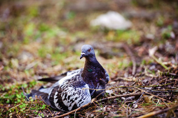 pigeon in the park. Summer day