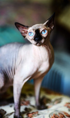 A beautiful gray sphinx cat