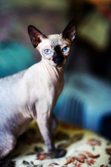 A beautiful gray sphinx cat