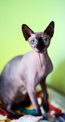 A beautiful gray sphinx cat