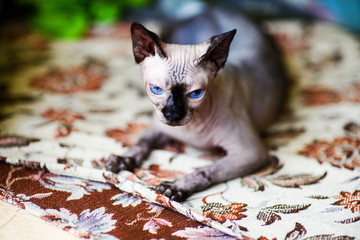 A beautiful gray sphinx cat