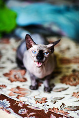 A beautiful gray sphinx cat