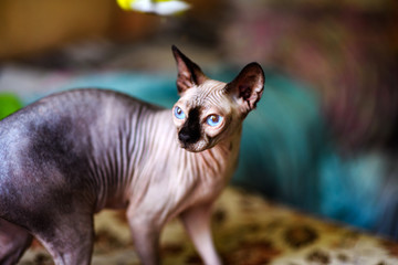 A beautiful gray sphinx cat