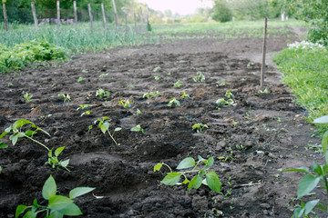 Young shoots of seedlings sweet pepper just planted in the ground in the garden under the open sky