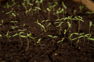tiny seedlings of some plants