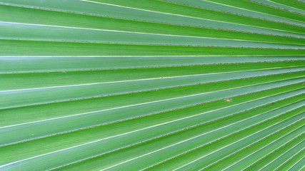 Texture of Green palm Leaf