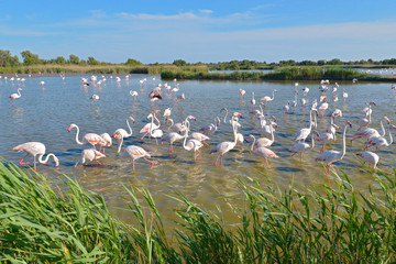 Group of flamingos (Phoenicopterus ruber) in water, in the Camargue is a natural region located south of Arles, France © Christian Musat