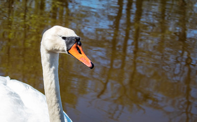 Obraz premium white swan swimming in a pond closeup