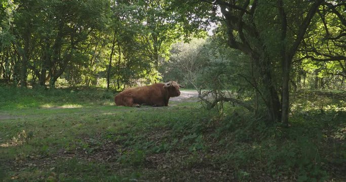 Large scottish highlander bull lying in a forrest and chewing grass