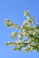 Blossoming bird cherry tree.