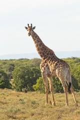 Naklejka na ściany i meble Tall single giraffe walking in a clearing of dry grass