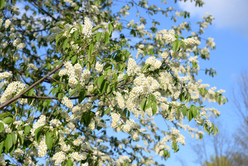 Blossoming bird cherry tree.