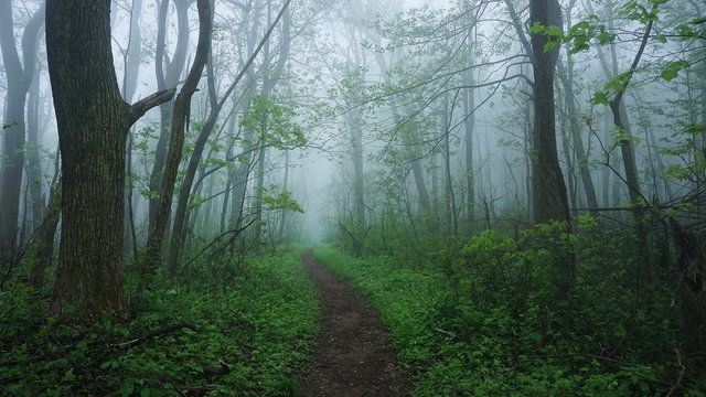 A foggy view of the Appalachian Trail in the Shenandoah Mountains of Virginia.