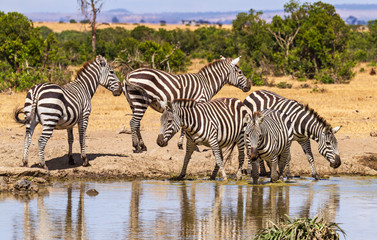 Fototapeta na wymiar Plains Zebras herd of five 5 Equus quagga drink water at waterhole Sweetwaters Ol Pejeta Conservancy Kenya East Africa