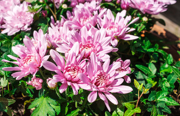 pink chrysanthemums outdoor closeup