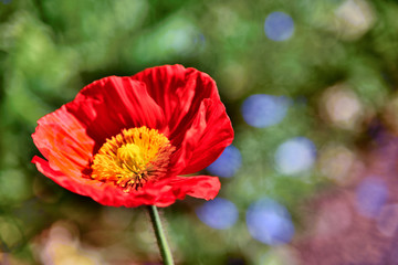 【神奈川】ポピーの花（横須賀　くりはま花の国）