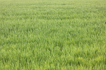 Natural green background with juicy spring green grass