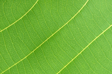 pattern of green leaf close up