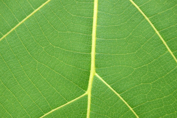 pattern of green leaf