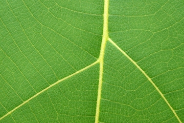 pattern of green leaf