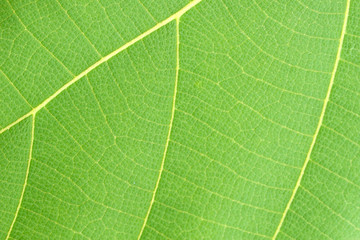pattern of green leaf