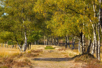 Fototapeta premium Birch alley in National Park Hoge Veluwe in the Netherlands.