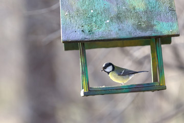 Great tit sits in a wooden bird feeder in the city Park