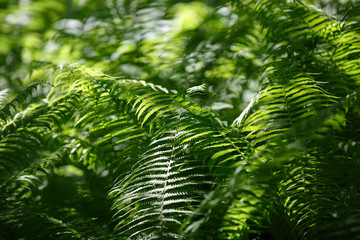 зеленые заросли папоротника в лесу в солнечном свете
