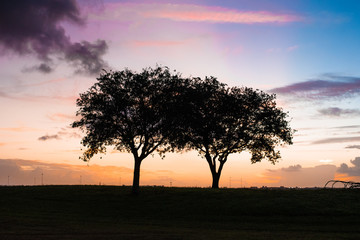Trees silhouetted with gorgeous sunset