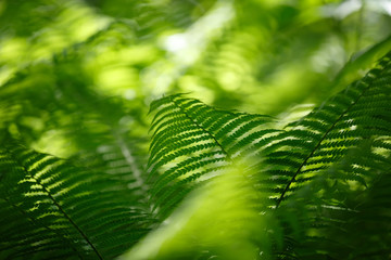 large fern leaves closeup with solar illuminated with shadows in the forest