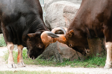 Two water buffalo locking horns